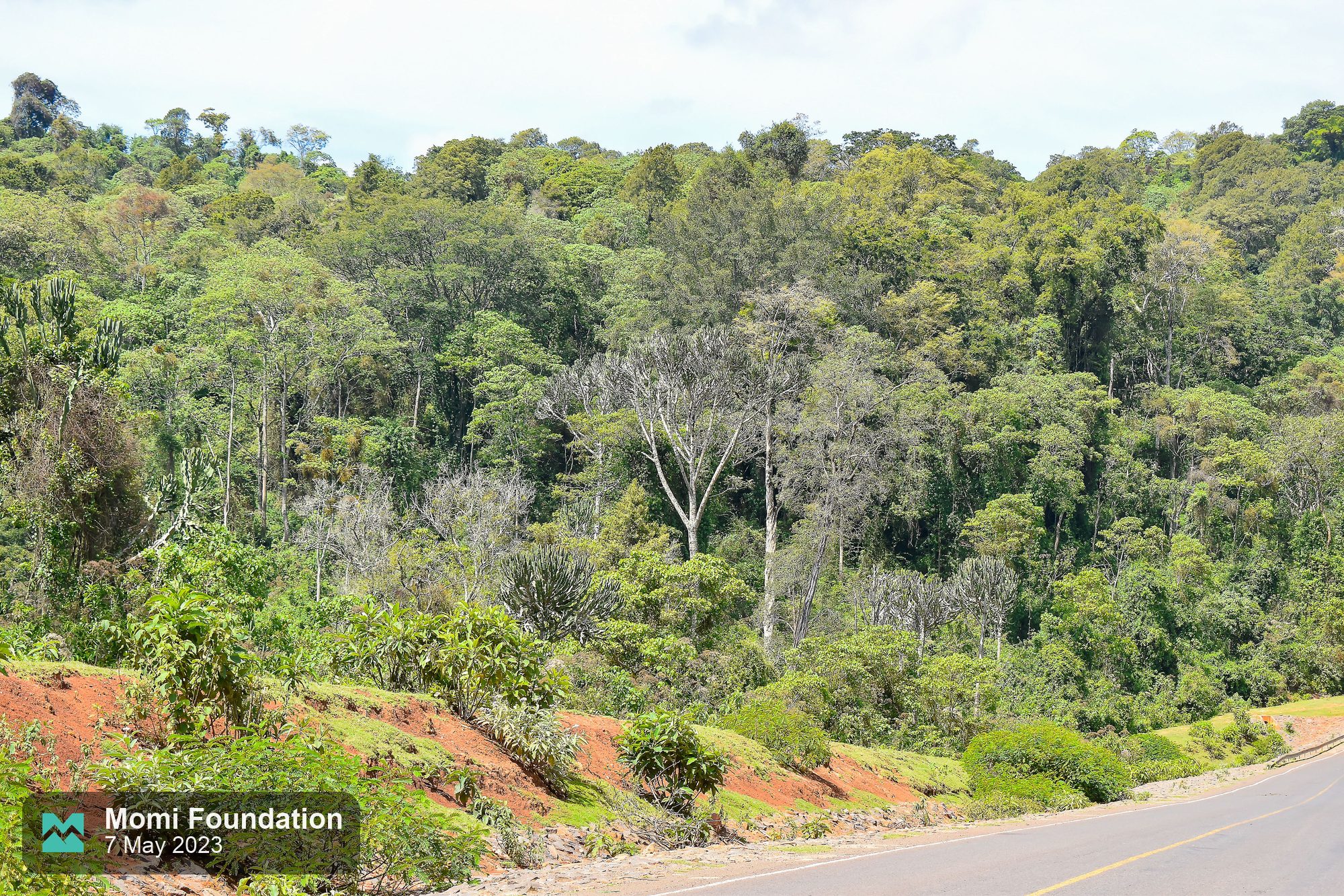 Forested hillside along the road to Kapsowar
