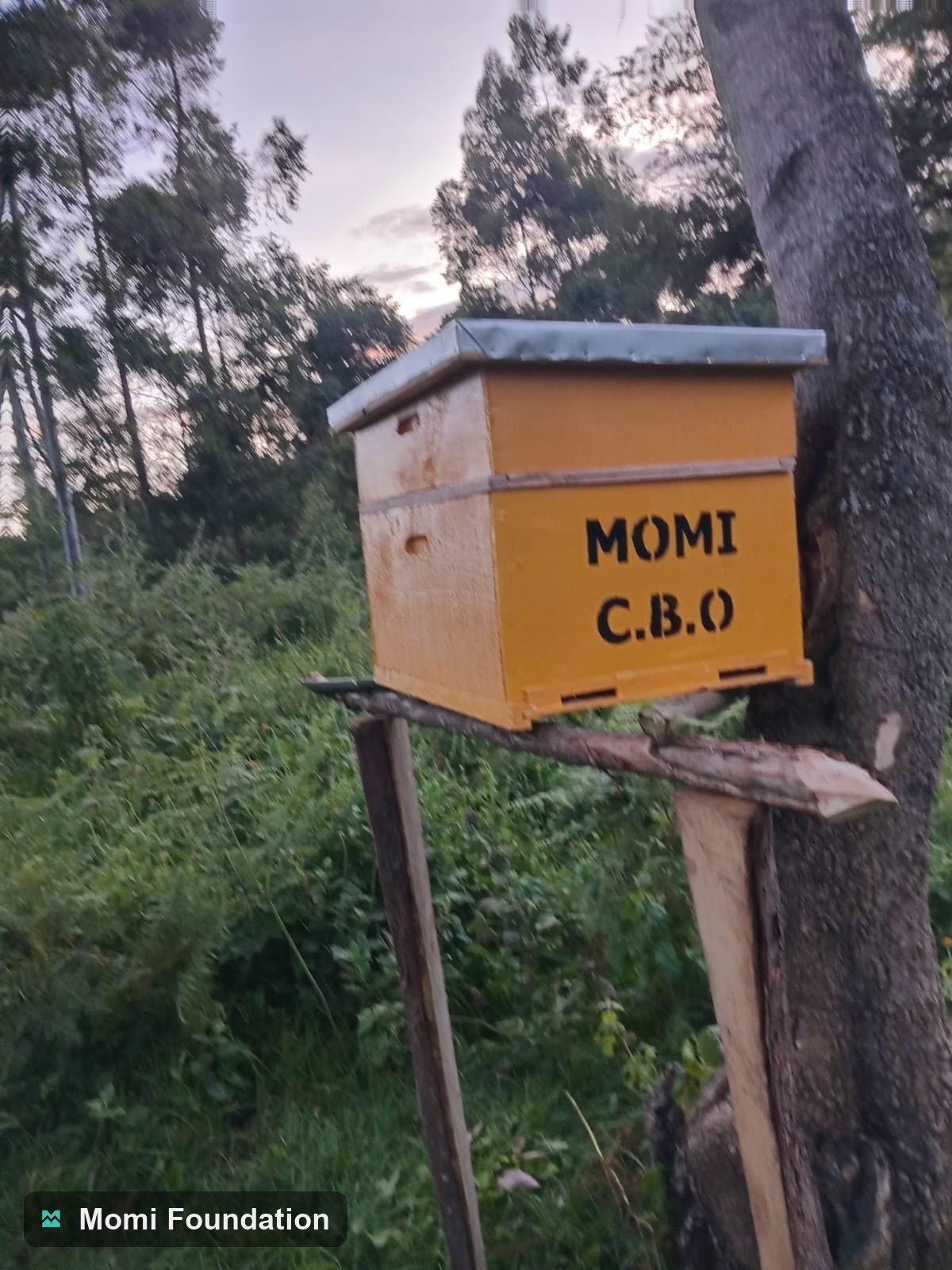MOMI beehives hanging in the forest